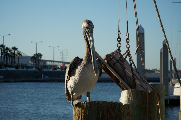 A pelican sitting on the tree trunk beside a shore